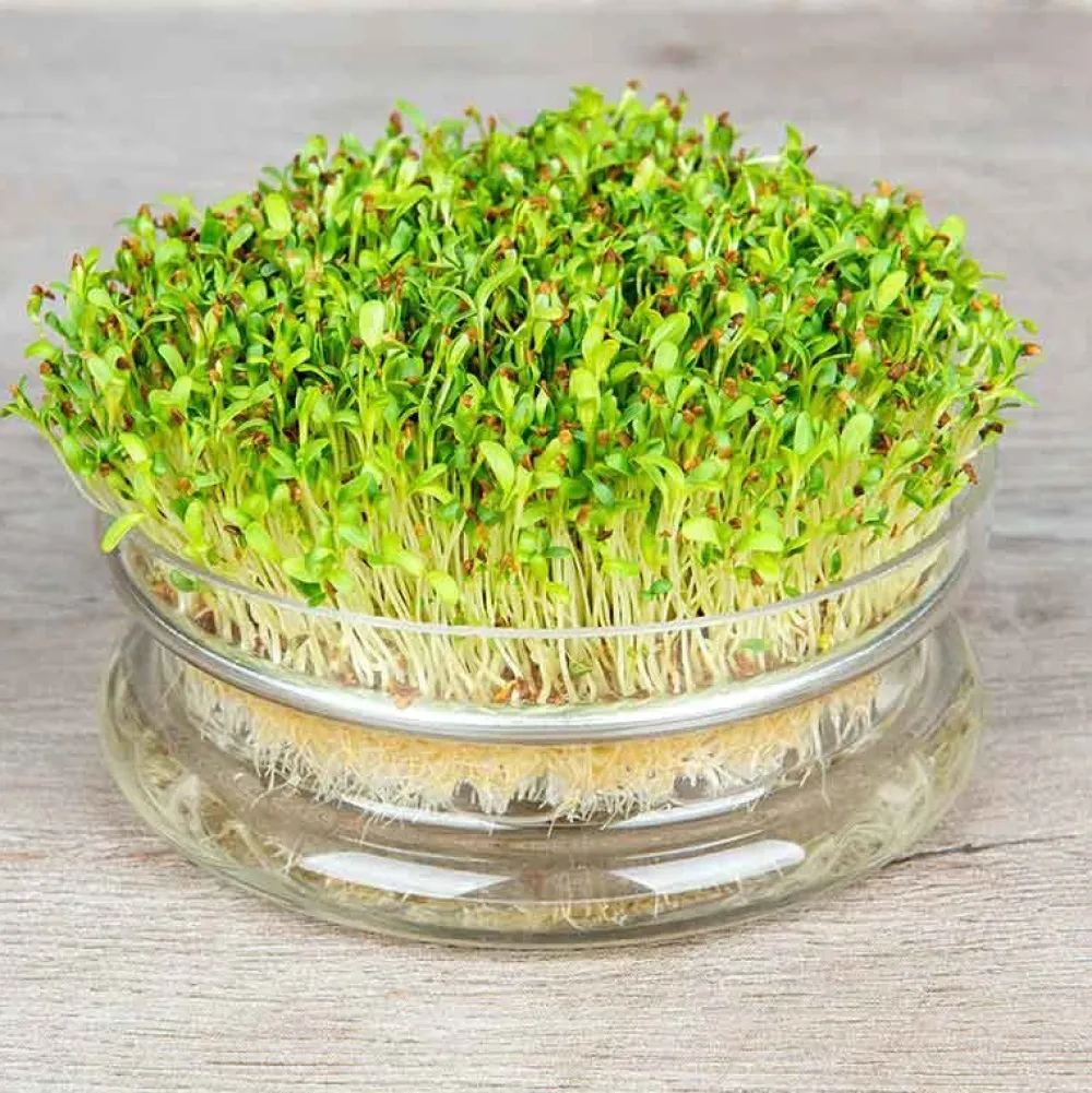 De Bolster Kiemgroenten>Alfalfa - Kiemgroente - 50g - BIO