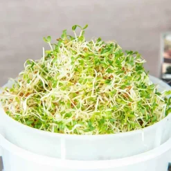 De Bolster Kiemgroenten>Alfalfa - Kiemgroente - 50g - BIO