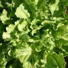 De Bolster Blad- En Stengelgewassen|Groenten>Andijvie 'Nummer Vijf2' - 2g - BIO