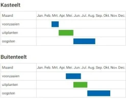 De Bolster Blad- En Stengelgewassen|Groenten>Andijvie 'Nummer Vijf2' - 2g - BIO