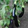 De Bolster Groenten|Vruchtgewassen>Aubergine 'Violetta Lunga 3' - 0,3g - BIO
