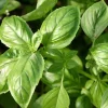 De Bolster Kruiden>Basilicum ‘Genovese’ - 1g - BIO