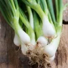 De Bolster Blad- En Stengelgewassen|Groenten>Bosui ‘White Lisbon’ - 2g - BIO