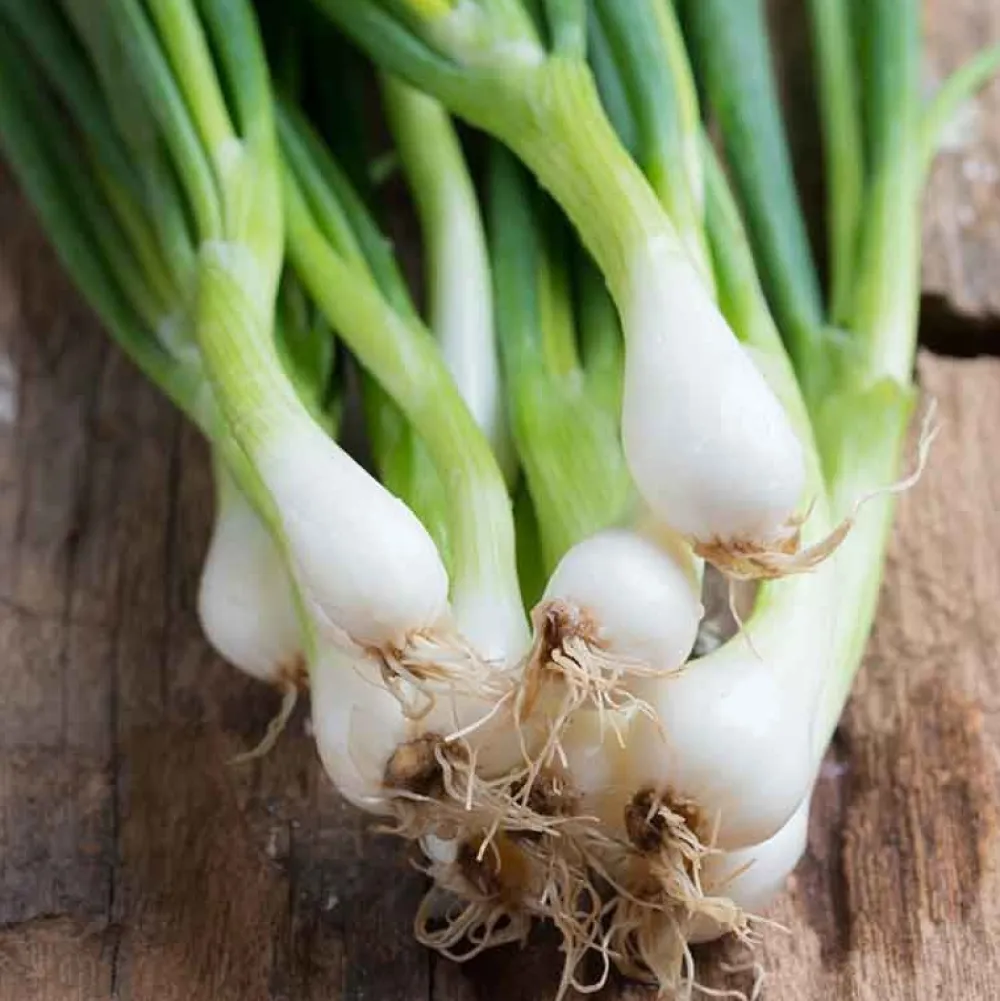 De Bolster Blad- En Stengelgewassen|Groenten>Bosui ‘White Lisbon’ - 2g - BIO