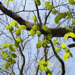 Werfzeep Reiniging|Hand- / Lichaamszeep><noscript><img width=