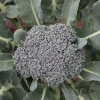 De Bolster Koolgewassen|Groenten>Broccoli ‘Groene Calabrese’ - 1g - BIO