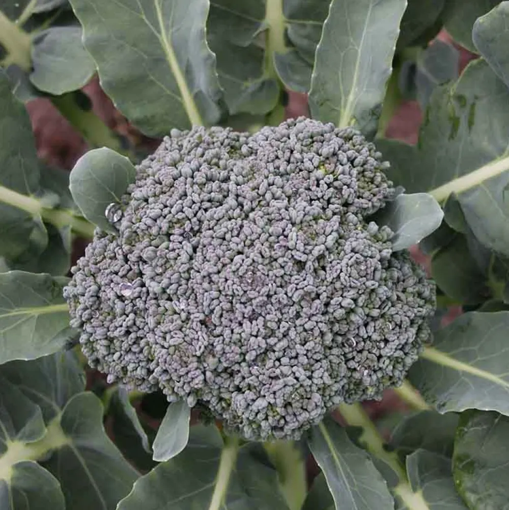 De Bolster Koolgewassen|Groenten>Broccoli ‘Groene Calabrese’ - 1g - BIO