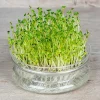 De Bolster Kiemgroenten>Broccolikers - Kiemgroente - 25g - BIO