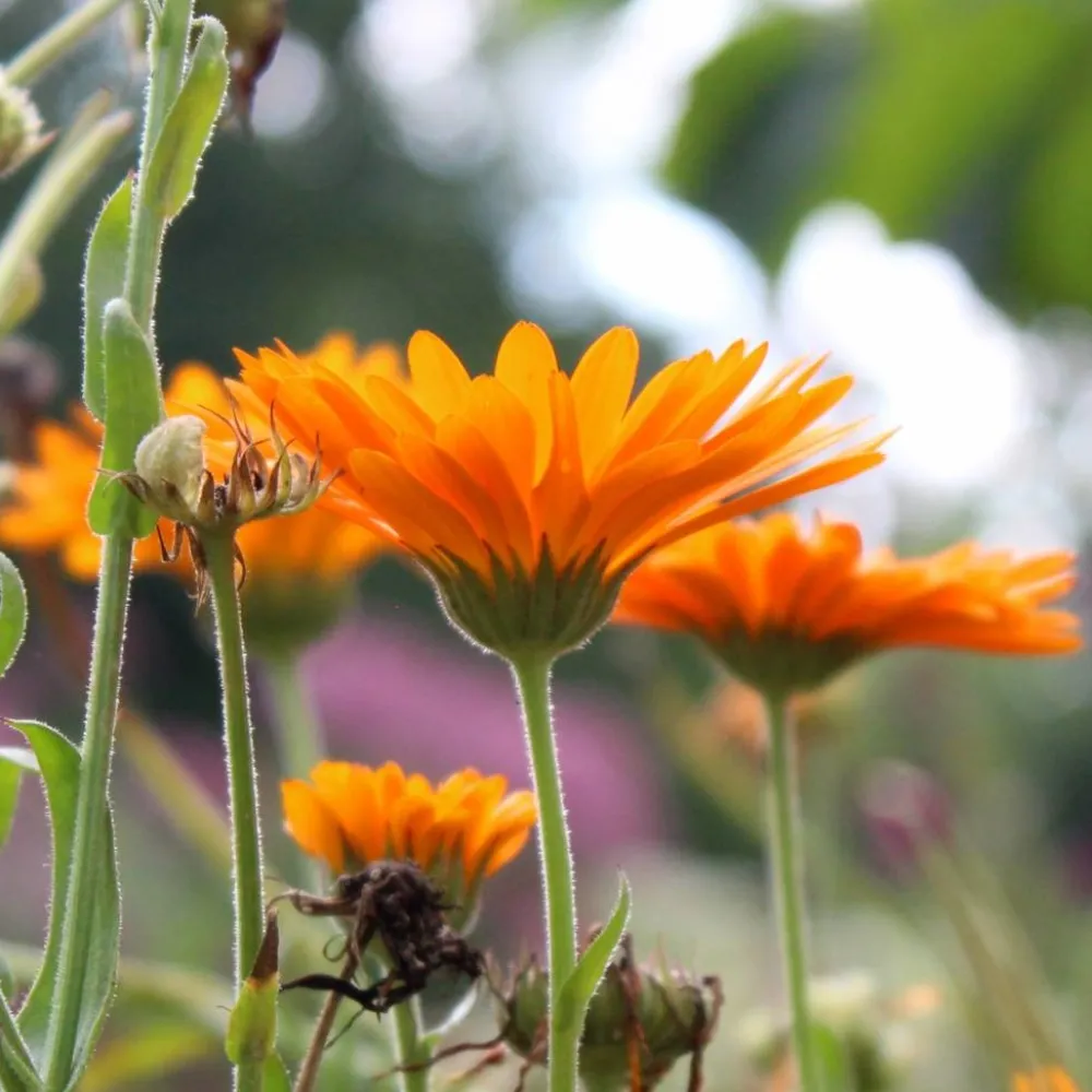 Werfzeep Reiniging|Hand- / Lichaamszeep>Calendulazeep Biologische Zeep - 100gr