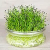 De Bolster Kiemgroenten>Chinese Bieslook - Kiemgroente - 20g - BIO