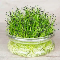 De Bolster Kiemgroenten>Chinese Bieslook - Kiemgroente - 20g - BIO