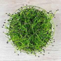 De Bolster Kiemgroenten>Chinese Bieslook - Kiemgroente - 20g - BIO