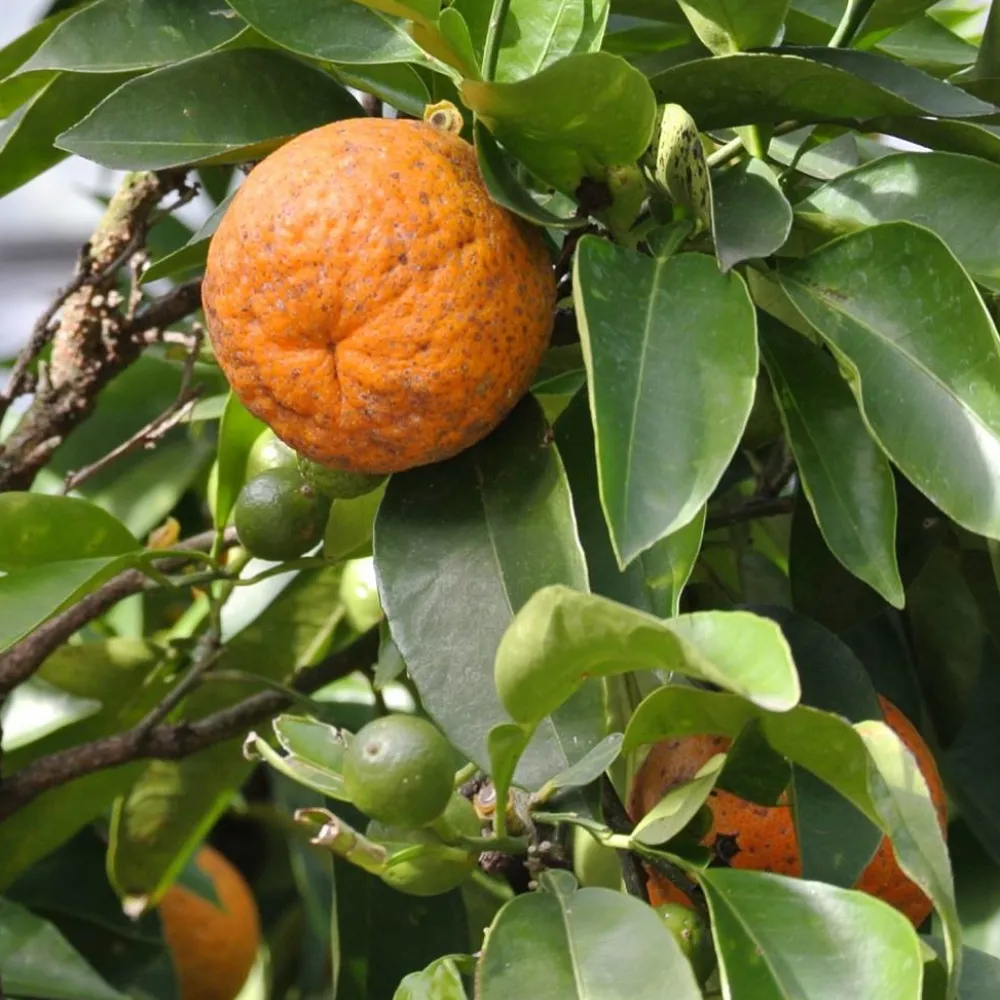 Werfzeep Reiniging|Hand- / Lichaamszeep>Citruszeep Biologische Zeep - 100gr