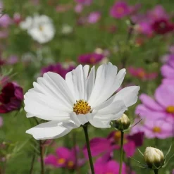 De Bolster Bloemen>Cosmea - Gemengd - 2g - BIO