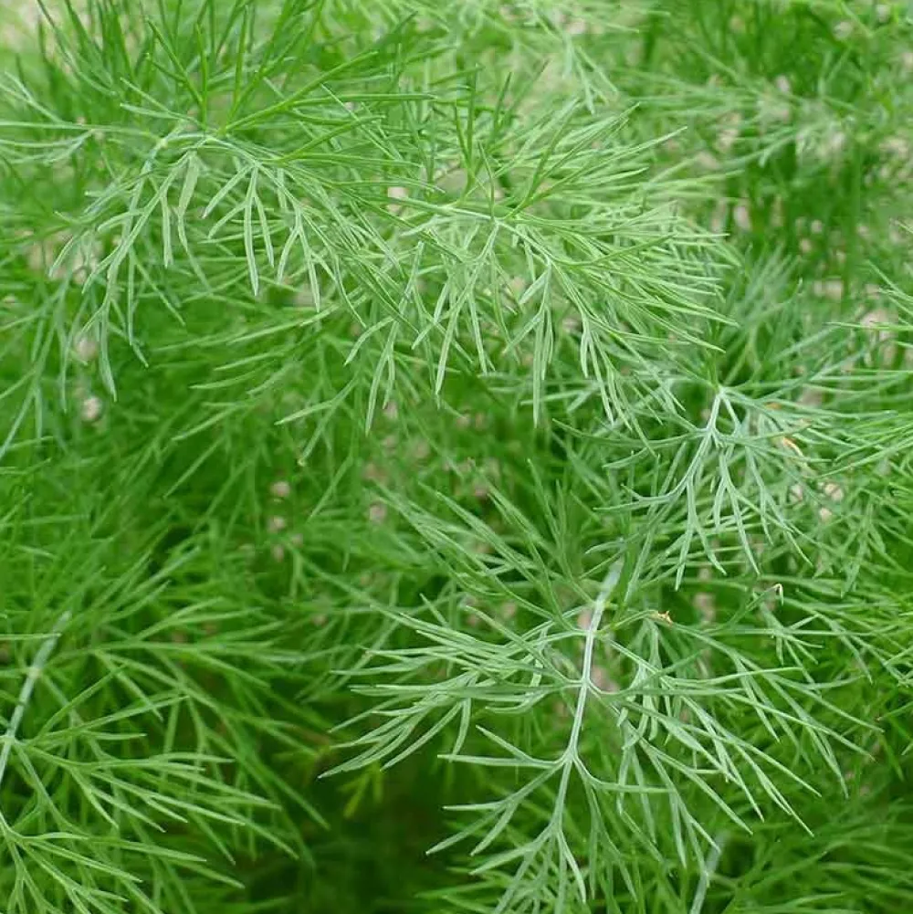 De Bolster Kruiden>Dille - 2g - BIO