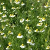 De Bolster Bloemen>Echte Kamille - 0,3g - BIO