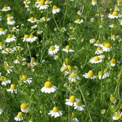 De Bolster Bloemen>Echte Kamille - 0,3g - BIO