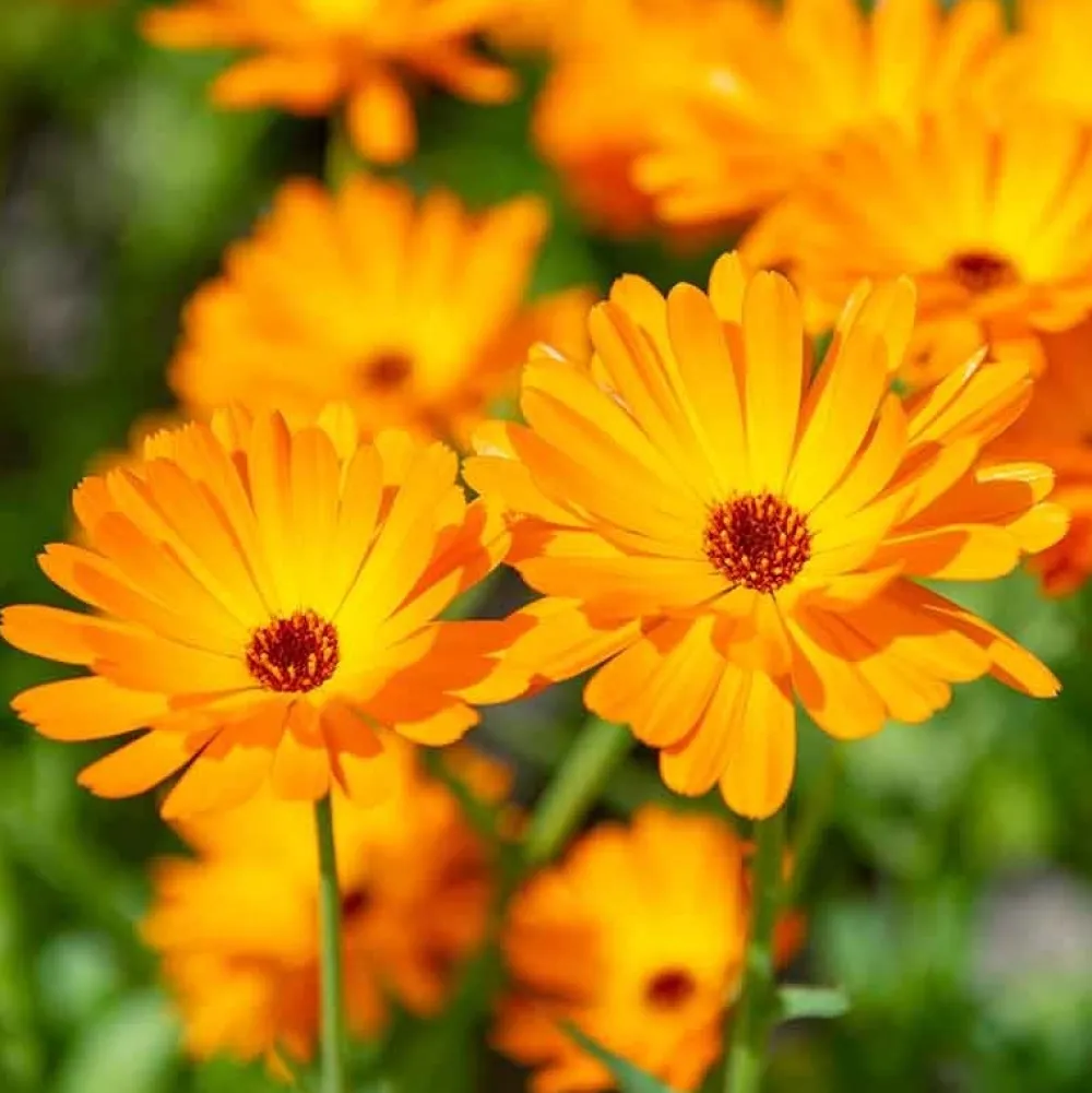De Bolster Bloemen>Goudsbloem - 2g - BIO