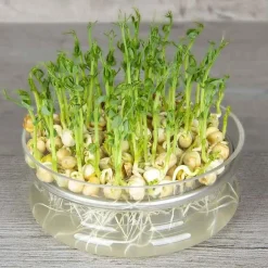 De Bolster Kiemgroenten>Groene Erwt - Kiemgroente - 50g - BIO