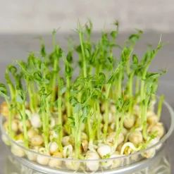 De Bolster Kiemgroenten>Groene Erwt - Kiemgroente - 50g - BIO