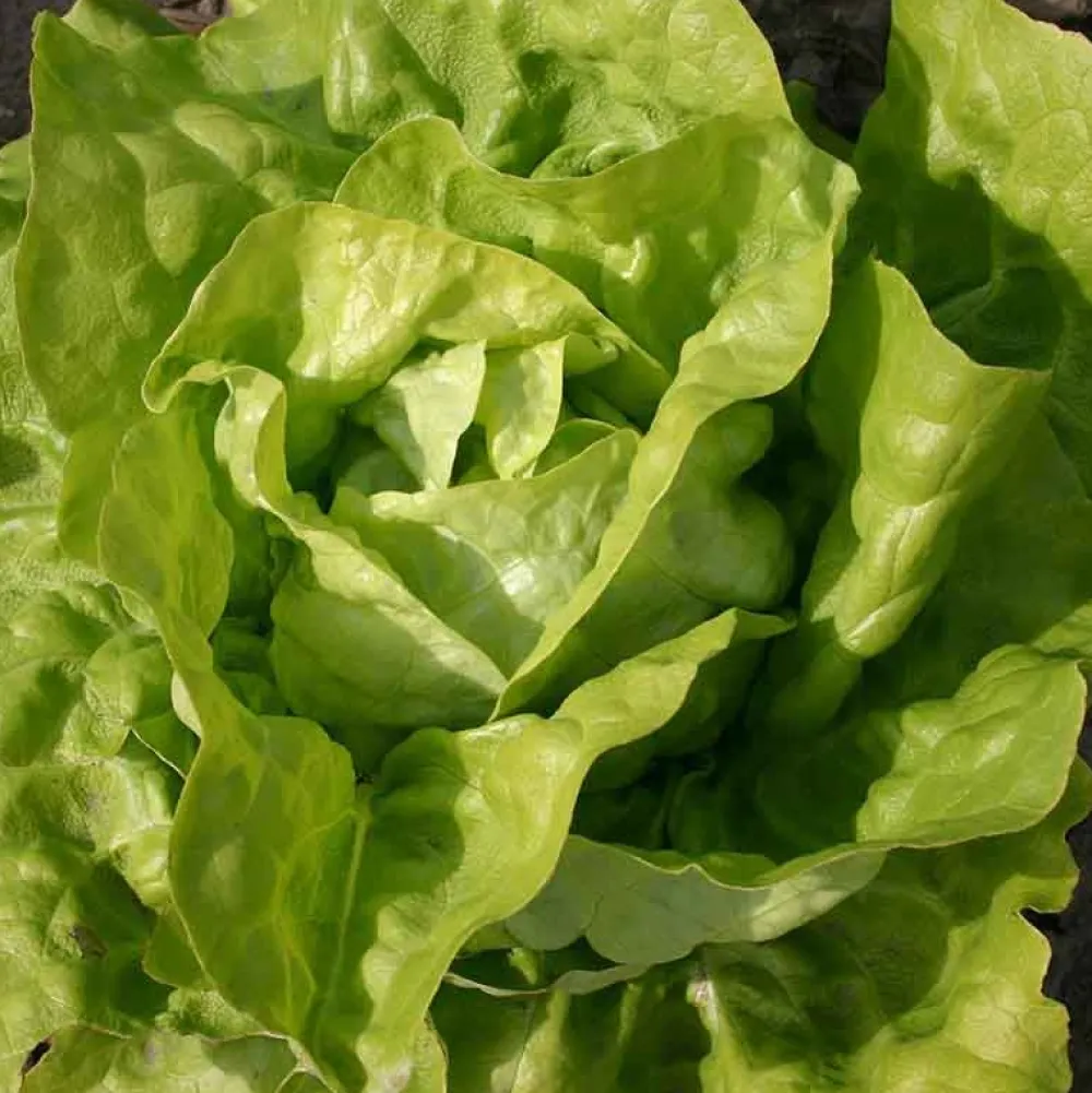 De Bolster Blad- En Stengelgewassen|Groenten>Kropsla ‘Twellose Gele’ - 1g - BIO