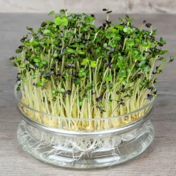 De Bolster Kiemgroenten>Mosterdkers - Kiemgroente - 50g - BIO