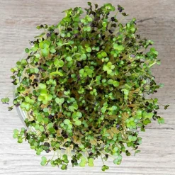 De Bolster Kiemgroenten>Mosterdkers - Kiemgroente - 50g - BIO