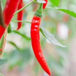 De Bolster Vruchtgewassen|Groenten>Peper 'Westlandse Lange Rode' - 0,3g - BIO