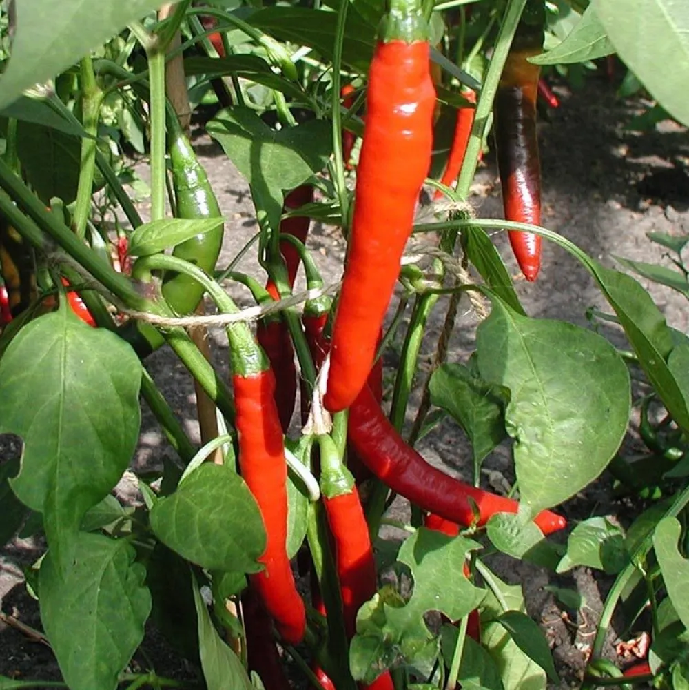 De Bolster Vruchtgewassen|Groenten>Peper 'Westlandse Lange Rode' - 0,3g - BIO