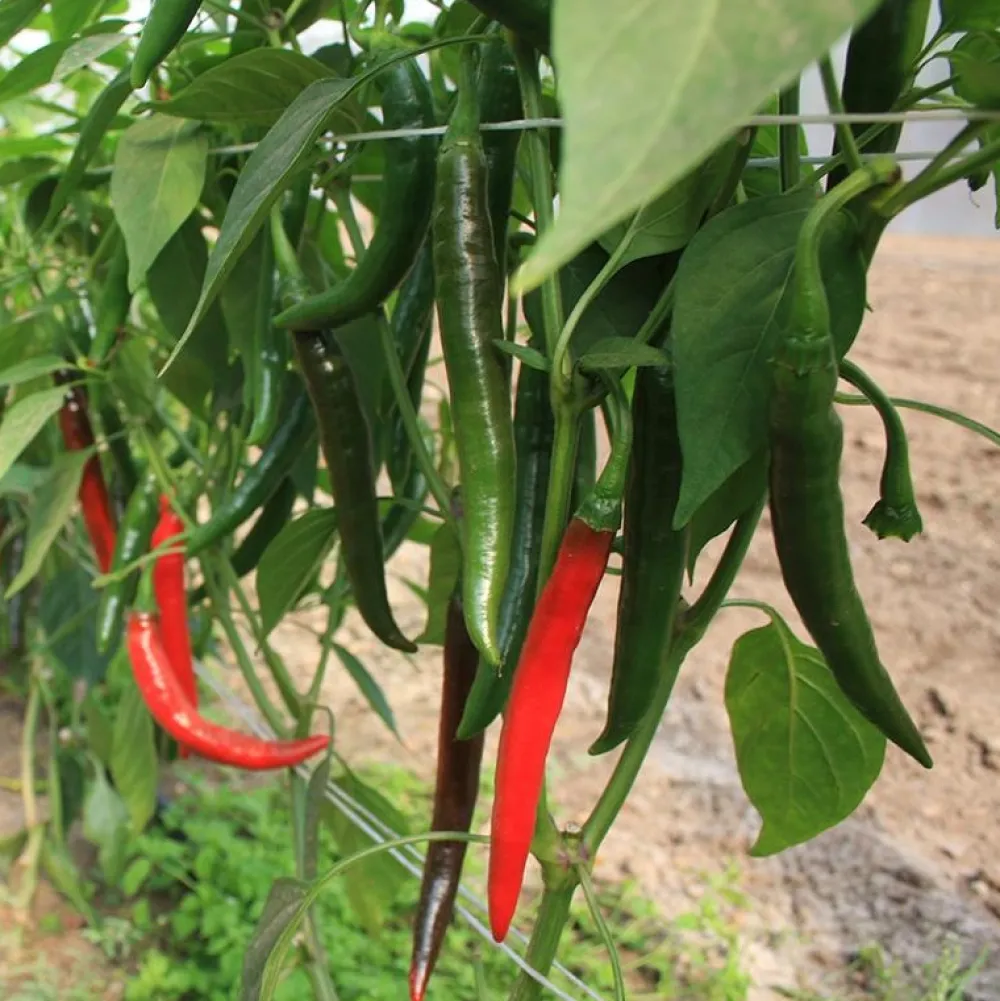 De Bolster Vruchtgewassen|Groenten>Peper 'Westlandse Lange Rode' - 0,3g - BIO