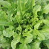 De Bolster Blad- En Stengelgewassen|Groenten>Pluksla ‘Catalogna’ - 1g - BIO