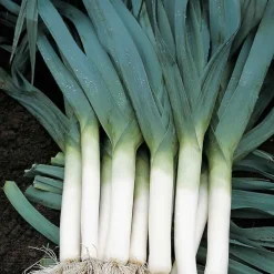 De Bolster Blad- En Stengelgewassen|Groenten>Prei ‘Blauwgroene Herfst’ - 2g - BIO