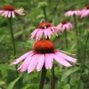 De Bolster Bloemen>Rode Zonnehoed - 1g - BIO