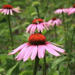 De Bolster Bloemen>Rode Zonnehoed - 1g - BIO