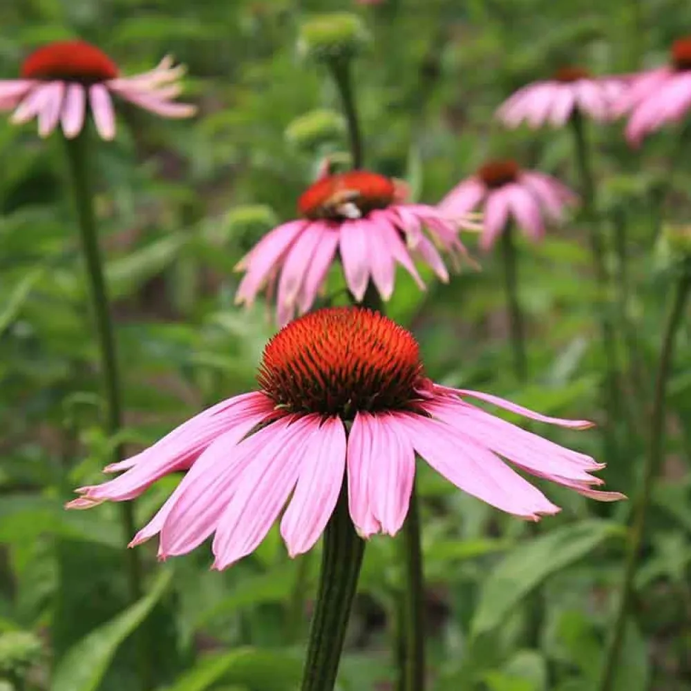 De Bolster Bloemen>Rode Zonnehoed - 1g - BIO