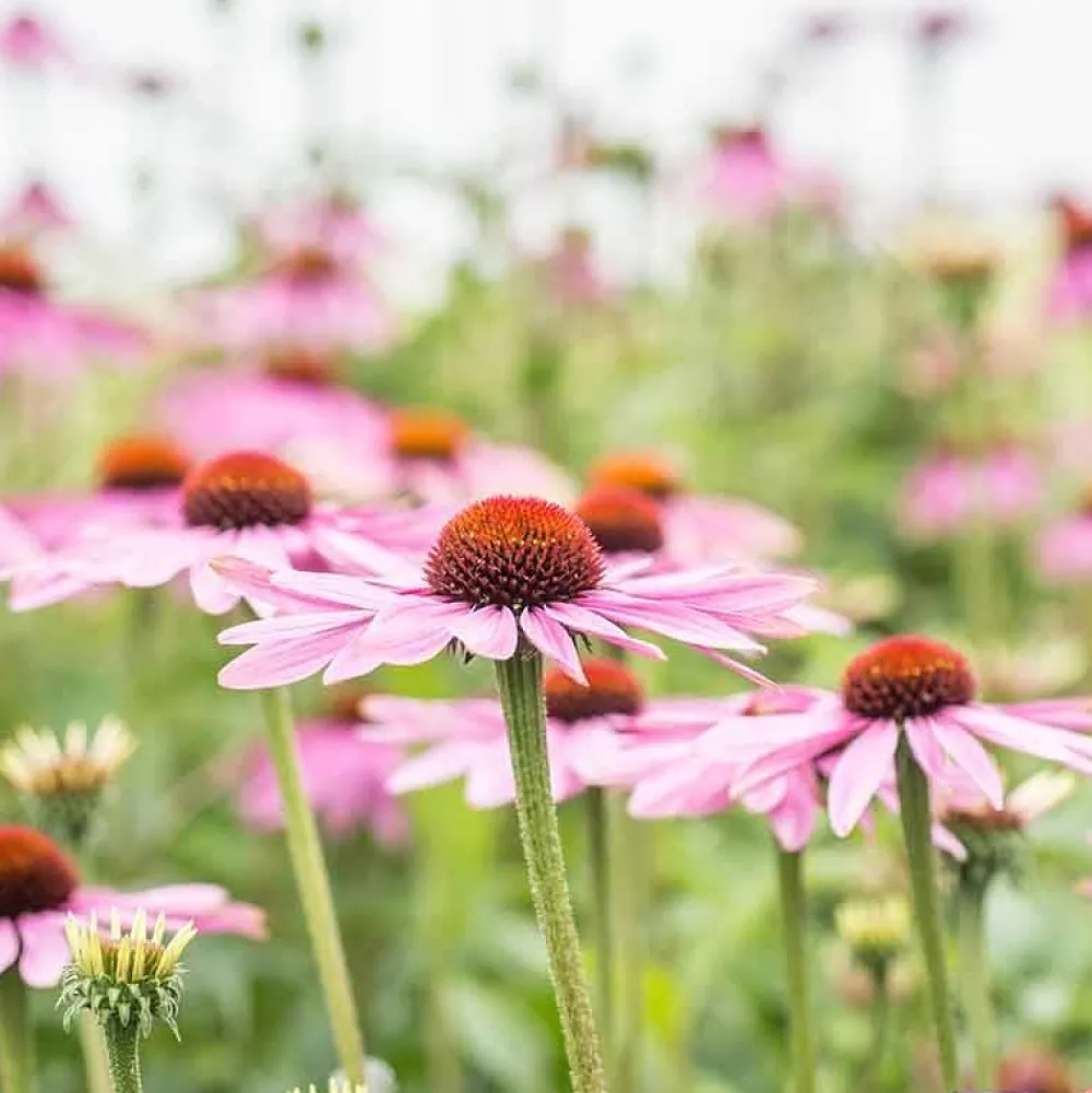 De Bolster Bloemen>Rode Zonnehoed - 1g - BIO