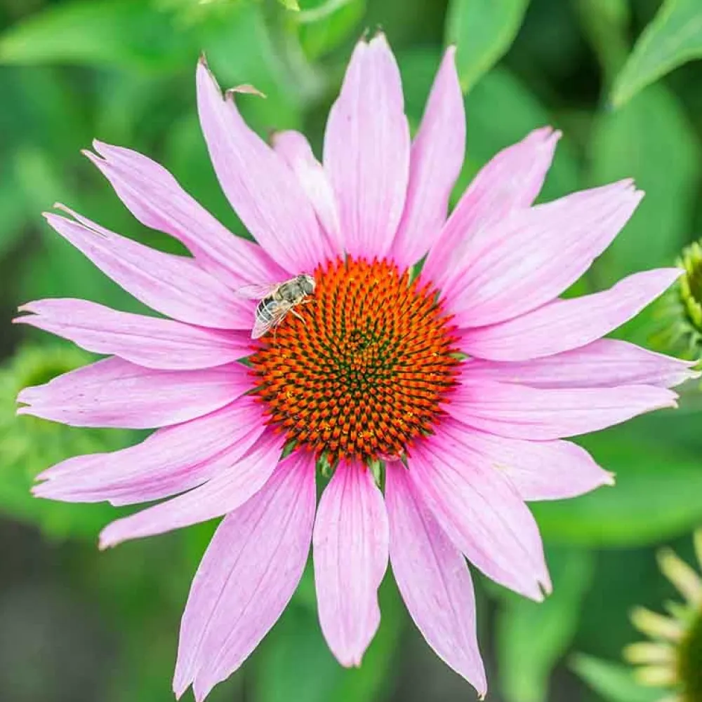 De Bolster Bloemen>Rode Zonnehoed - 1g - BIO