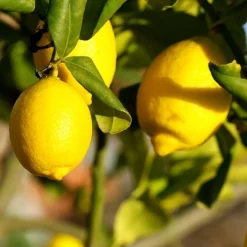 Werfzeep Schoonmaakproducten|Schoonmaakzeep / Wasmiddel><noscript><img width=