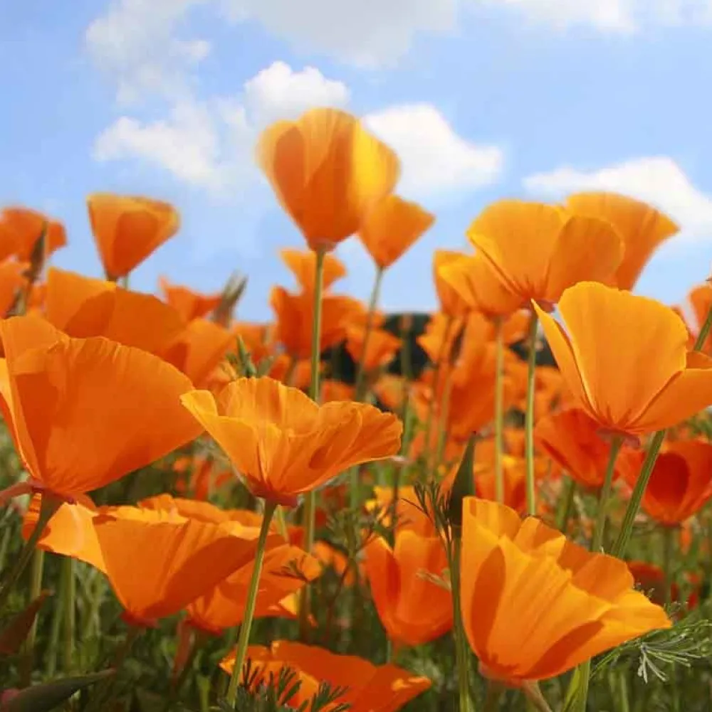 De Bolster Bloemen>Slaapmutsje - Oranje - 1g - BIO