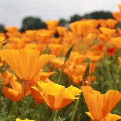 De Bolster Bloemen><noscript><img width=