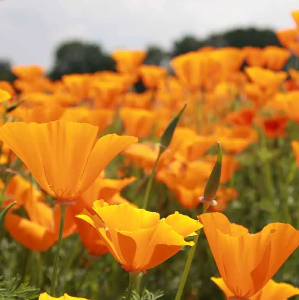 De Bolster Bloemen>Slaapmutsje - Oranje - 1g - BIO