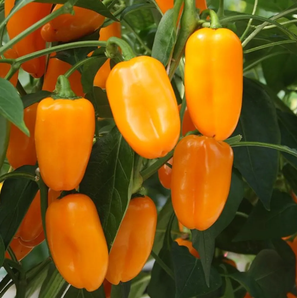 De Bolster Vruchtgewassen|Groenten>Snackpaprika 'Radja' - 10 zaden - BIO