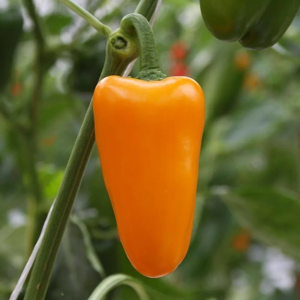 De Bolster Vruchtgewassen|Groenten>Snackpaprika 'Radja' - 10 zaden - BIO