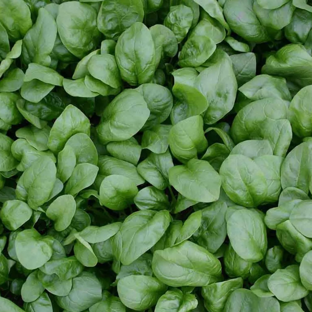De Bolster Blad- En Stengelgewassen|Groenten>Spinazie ‘Vroeg Reuzenblad’ - 75g - BIO