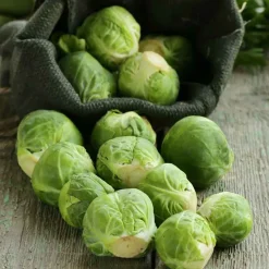 De Bolster Koolgewassen|Groenten>Spruitkool ‘Groninger’ - 1g - BIO