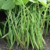 De Bolster Groenten|Peulvruchten>Stamslaboon ‘Faraday’ - 50g - BIO