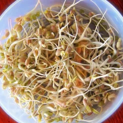 De Bolster Kiemgroenten>Taugé - Kiemgroente - 25g - BIO