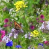 De Bolster Bloemen>Tübingermengsel - 20g - BIO