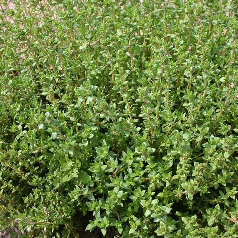 De Bolster Kruiden>Tijm ‘Duitse Winter’ - 0,5g - BIO