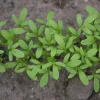 De Bolster Kiemgroenten|Blad- En Stengelgewassen>Tuinkers 'Cressida’ - 15g - BIO